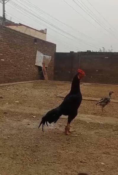 High Quality Bengum Murgha