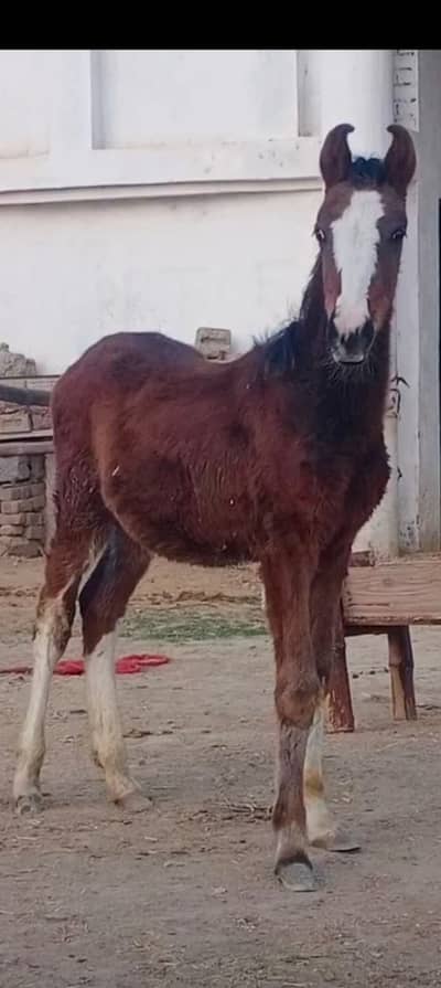 Desi wachera teen months old