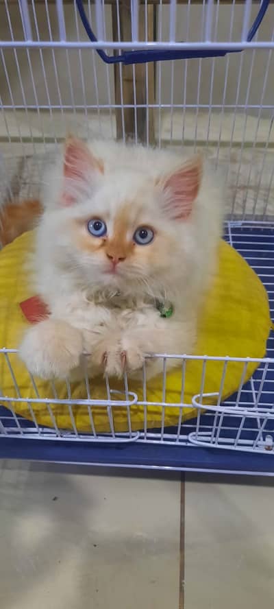 Pershian Kitten with Blue Eyes & Litter Trained For Sale