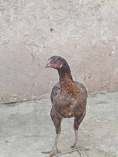 Healthy and Active urgent sell 03032507611