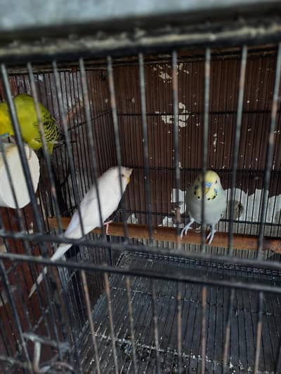 1 Crusted Red Eye  & 2 Undersize  Males