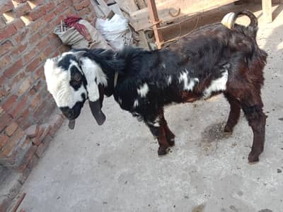Beetal bakri | bakri | Goat | desi bakri for sale