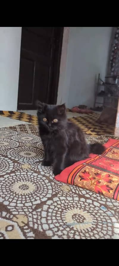 pic ma sahi sy ptaa nhi chla rha real ma zaidai payeri ha