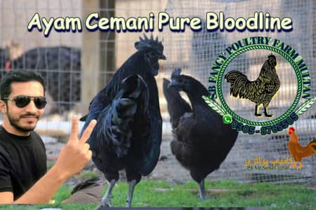 ayam cemani breeders