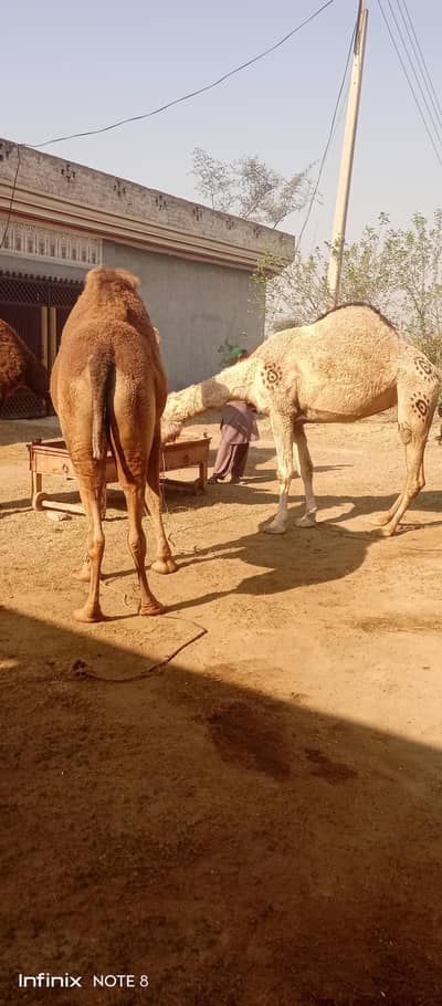 camel shop