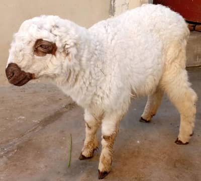 Healthy Dumbi 3.5 Mah Ki – Sehatmand aur Active