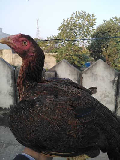 white Aseel murghi aur  chicks