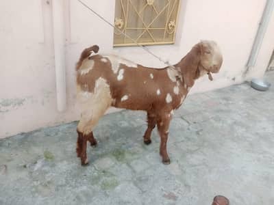 بھلوال بیتل بٹھ