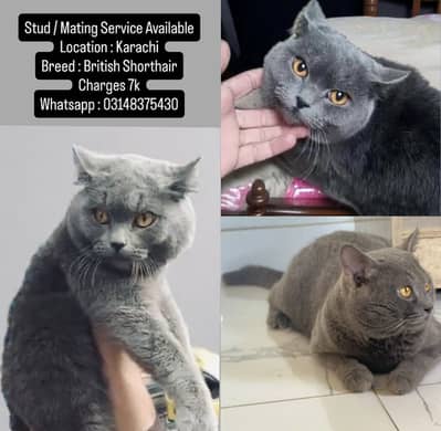 British shorthair male available for mating