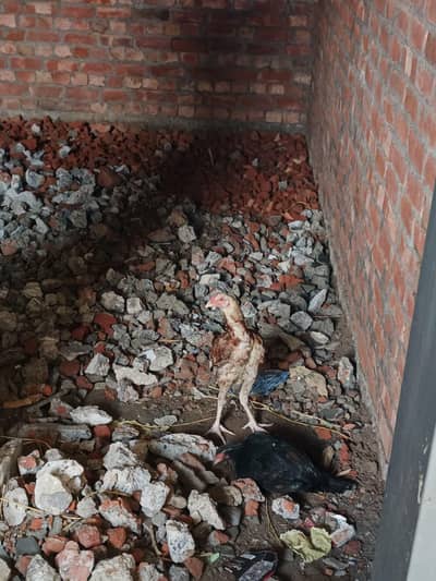 5 months ka patha ha high quality aseel