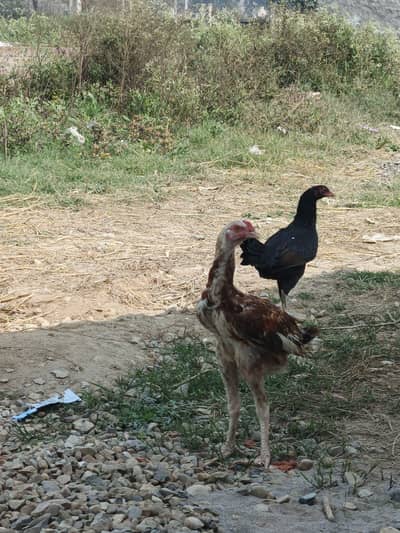 5 months ka patha ha high quality aseel