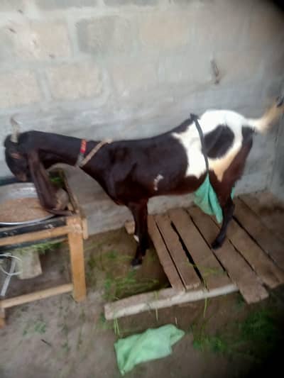 bakri 3 male bacho k sath