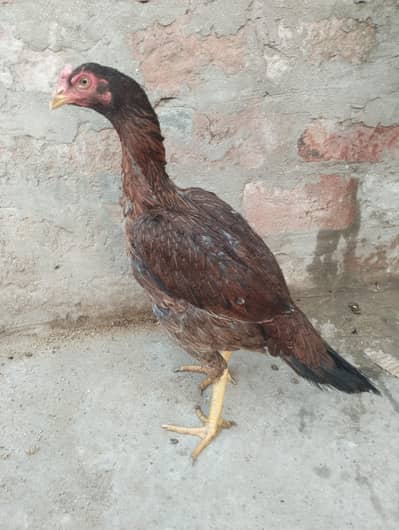 Aseel hen egg dai ri h