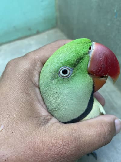 Raw  Parrot Talking and Hand Tame