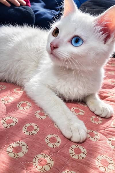 Rare Eye Color White Kitten – Very Playful & Loving