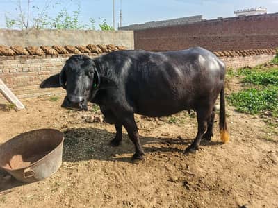 دوجن چوٹی خاص مینی نسل