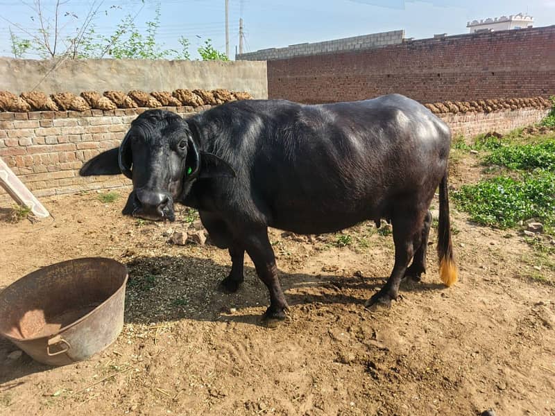 دوجن چوٹی خاص مینی نسل 0