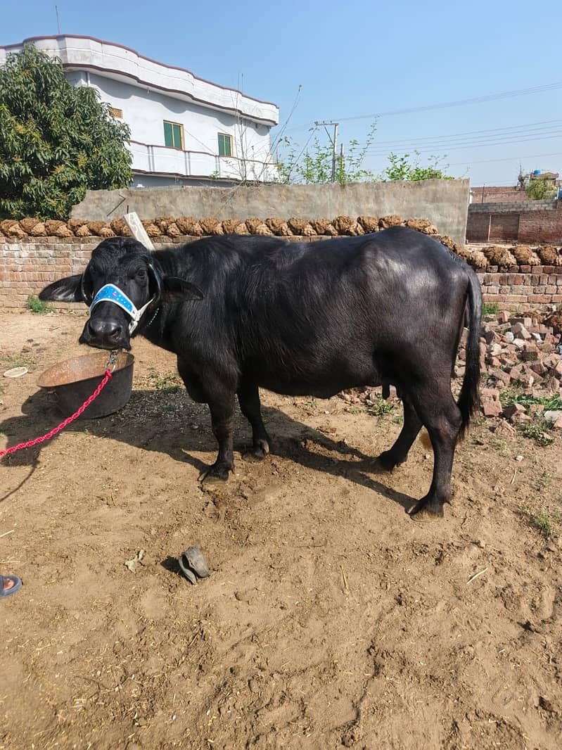 دوجن چوٹی خاص مینی نسل 1