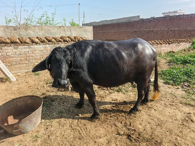 دوجن چوٹی خاص مینی نسل 2