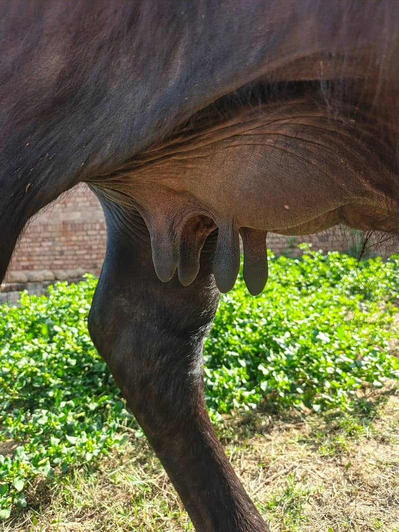 دوجن چوٹی خاص مینی نسل 3