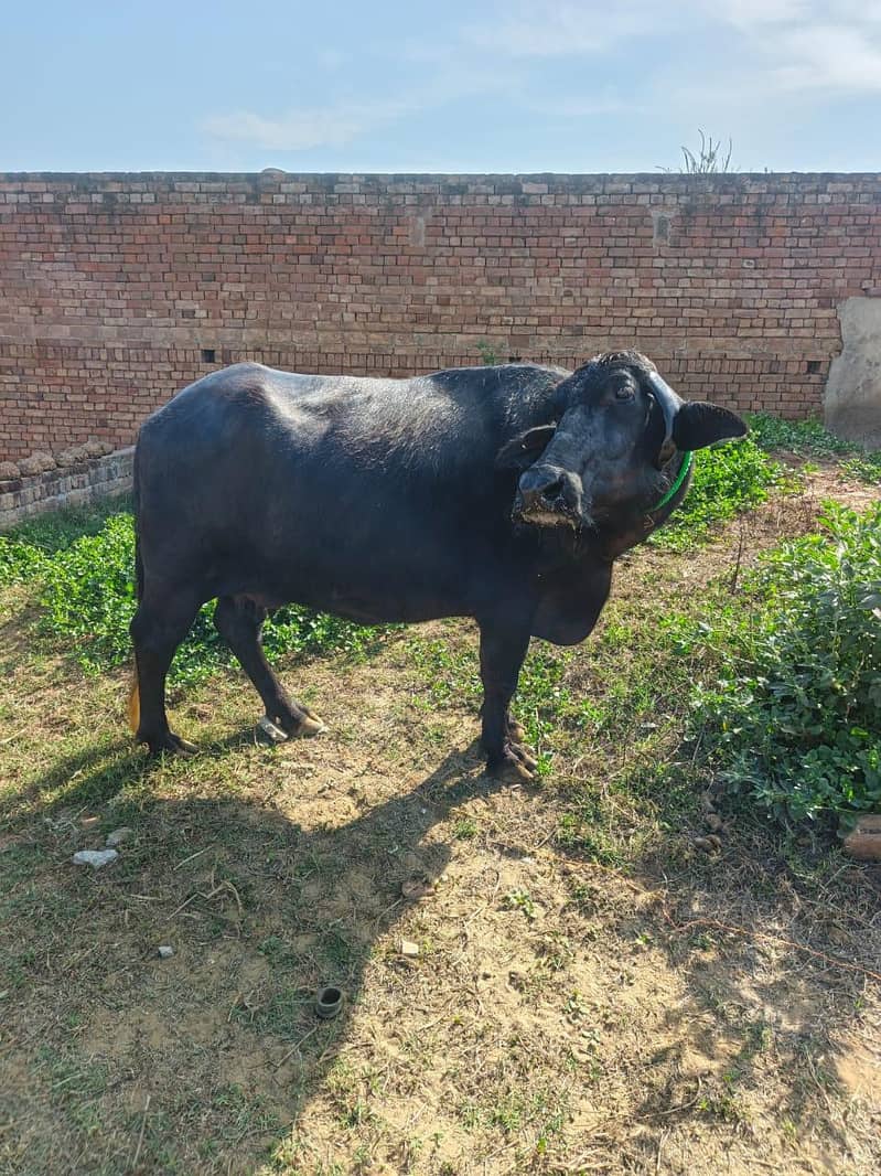 دوجن چوٹی خاص مینی نسل 4