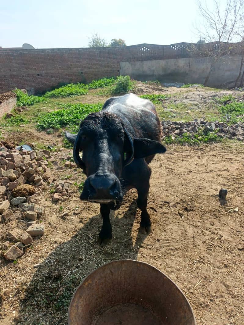 دوجن چوٹی خاص مینی نسل 5