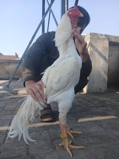 SHAMO | WHITE SHAMO | KING SHAMO CHICKS | JAPANESE SHAMO