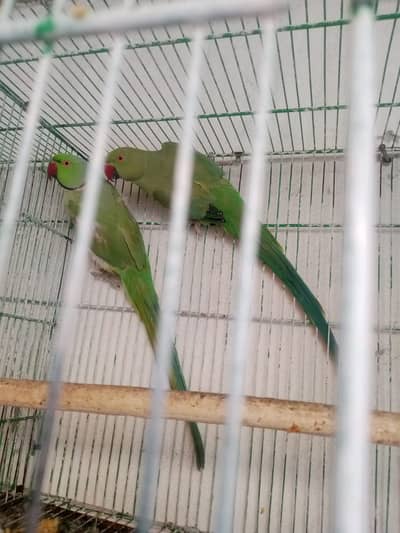 Indian Ringneck Parrot | Green Parrot | Hand tame | talking | Ringneck