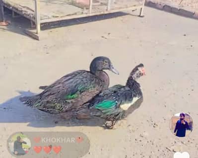 black ducks