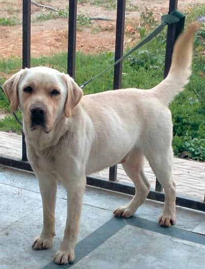 Labrador Stud male for sale