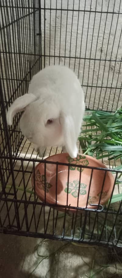 loop rabit baby pair