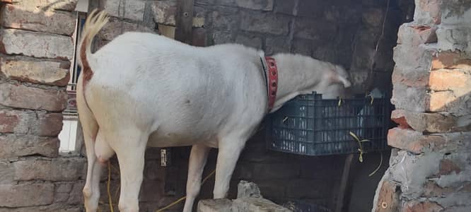 Tedda bakra mashallah healthy and active