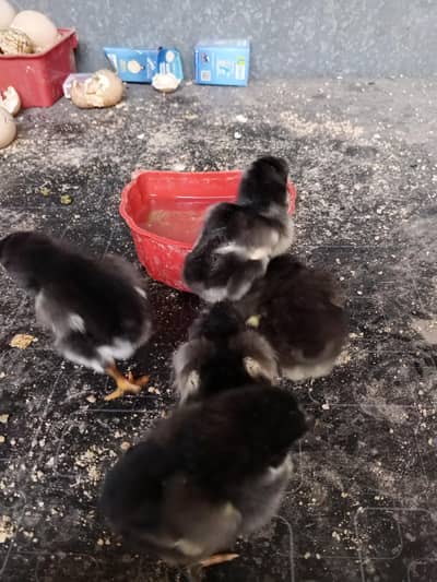 Thai caross aseel chicks 03014237451 call me