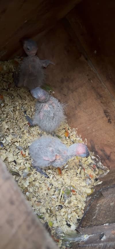 Rainbow Lorikeet Chicks