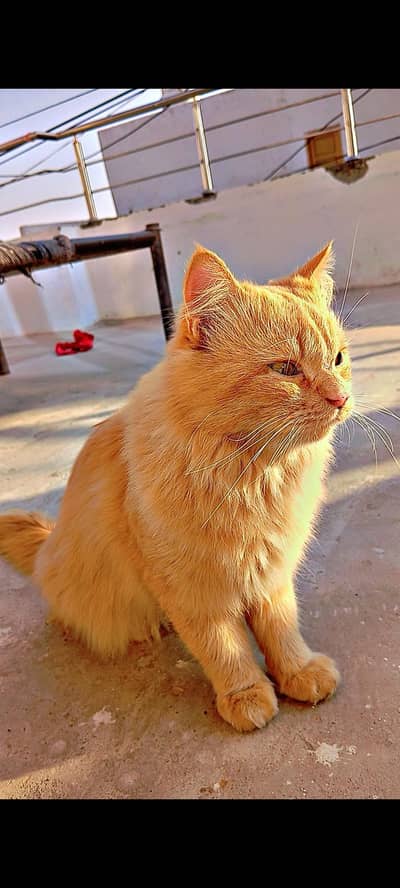 owner out of country