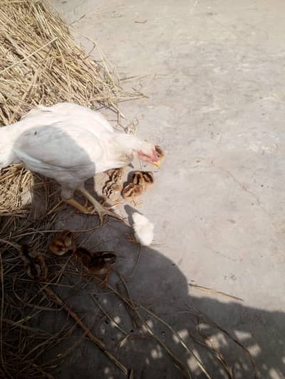 White murgi or 5 chuzay