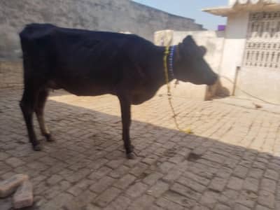 cow pure jersey 03459752637