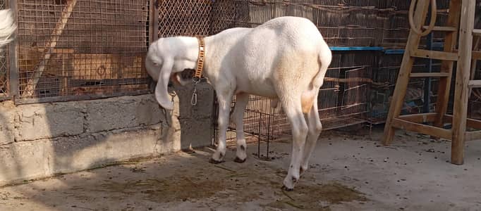 gulabi larkana dumba