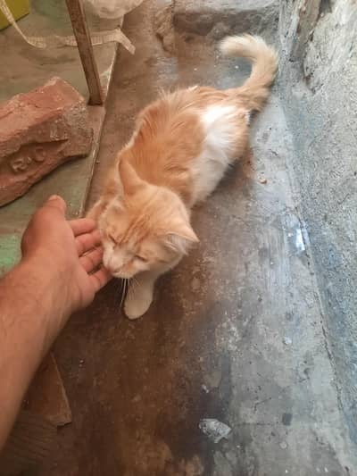 cat for sell good looks