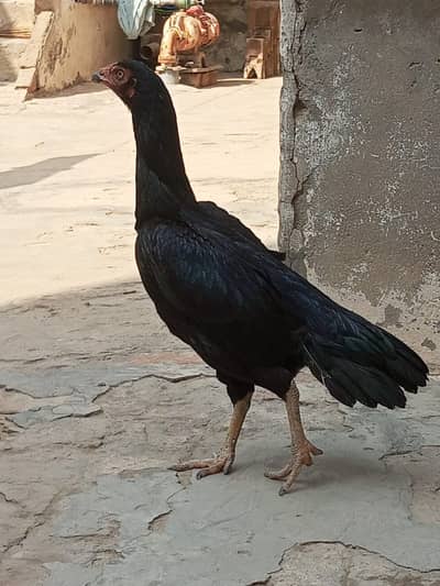 Healthy and active aseel Hen