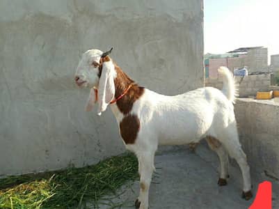 andu bakra goat