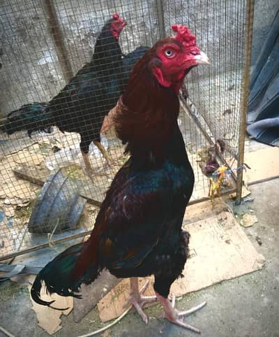 old blood line bird /pakistani