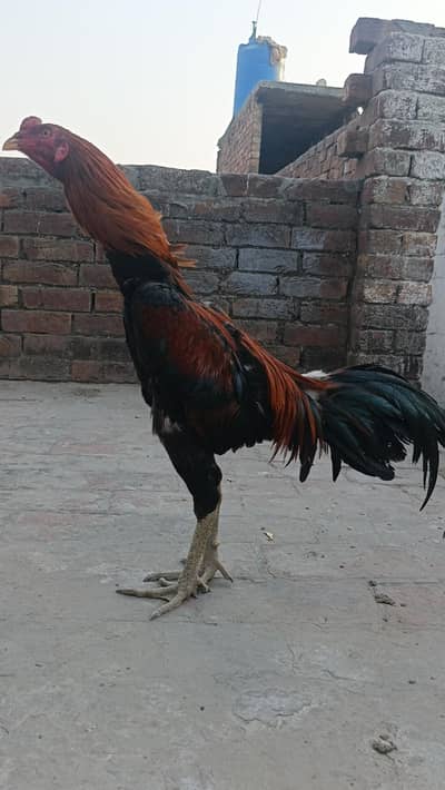 Thai burmi hint cross