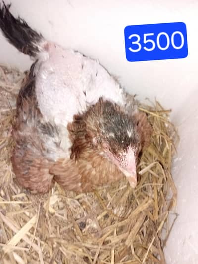kurak and sada egg laying murgia  available 03350661457