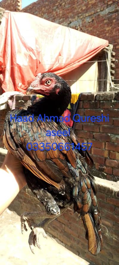 Aseel egg laying murgia  available 03350661457