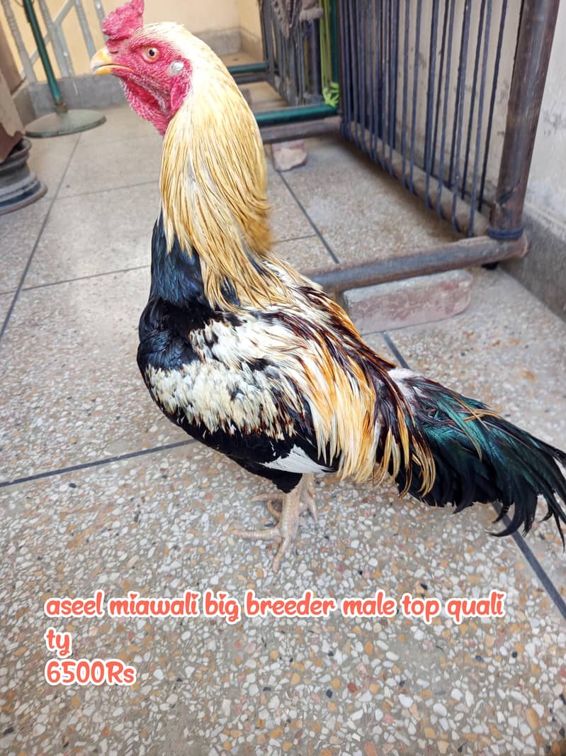 Miawali/Thai/cheeni 0