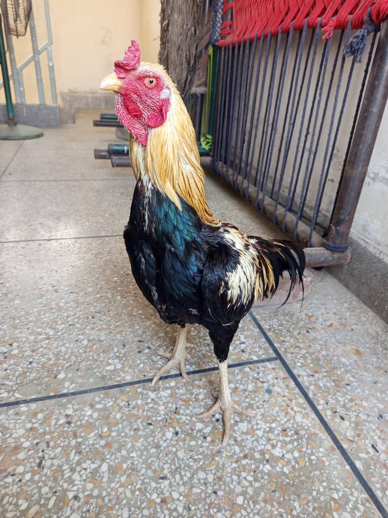 Miawali/Thai/cheeni 1