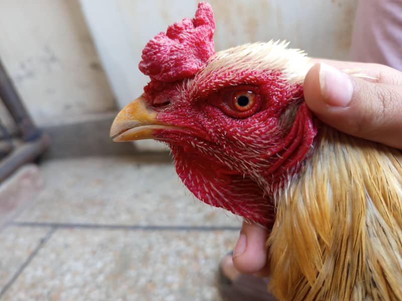 Miawali/Thai/cheeni 2