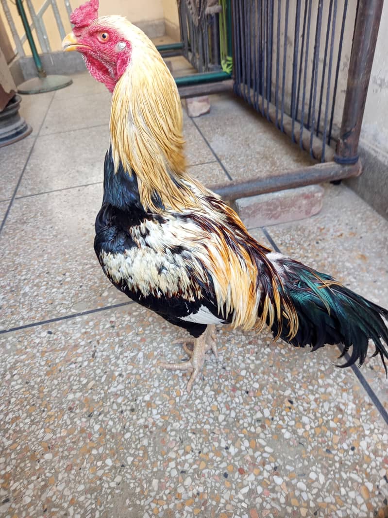 Miawali/Thai/cheeni 3