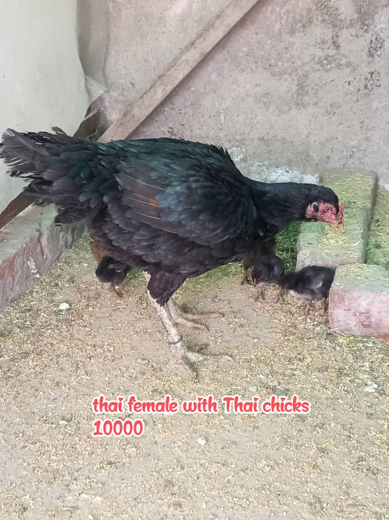 Miawali/Thai/cheeni 4